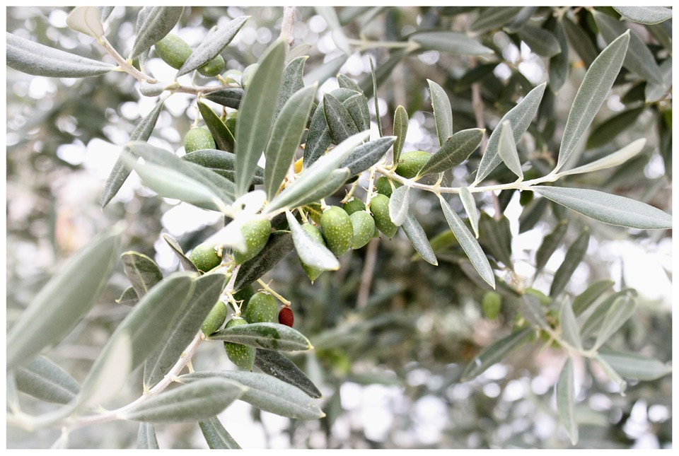 olive mediterranee